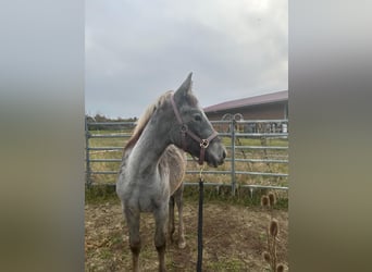 Más caballos centroeuropeos, Yegua, 2 años, 142 cm, Musgo