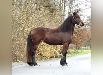 Más caballos centroeuropeos, Yegua, 2 años, 158 cm, Castaño oscuro