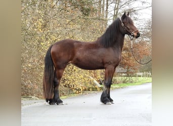 Más caballos centroeuropeos, Yegua, 2 años, 158 cm, Castaño oscuro