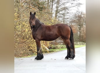 Más caballos centroeuropeos, Yegua, 2 años, 158 cm, Castaño oscuro