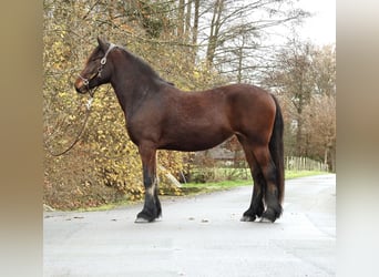 Más caballos centroeuropeos, Yegua, 2 años, 158 cm, Castaño oscuro