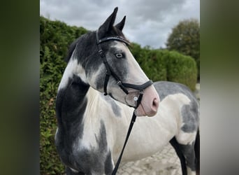 Más caballos centroeuropeos Mestizo, Yegua, 2 años, 158 cm, Pío