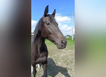 Más caballos centroeuropeos, Yegua, 2 años, 160 cm, Negro