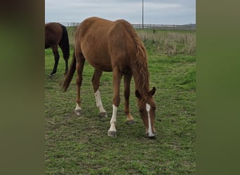 Más caballos centroeuropeos, Yegua, 2 años, 167 cm, Alazán