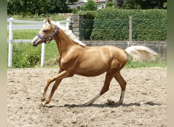 Más caballos centroeuropeos, Yegua, 2 años, 167 cm, Palomino