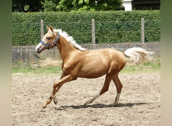 Más caballos centroeuropeos, Yegua, 2 años, 167 cm, Palomino