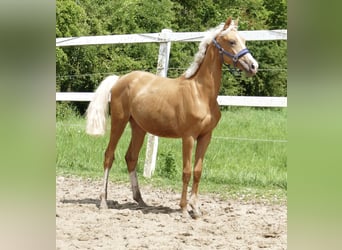 Más caballos centroeuropeos, Yegua, 2 años, 167 cm, Palomino