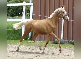 Más caballos centroeuropeos, Yegua, 2 años, 167 cm, Palomino