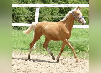 Más caballos centroeuropeos, Yegua, 2 años, 167 cm, Palomino