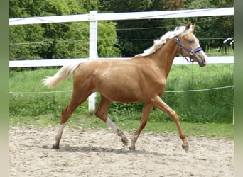 Más caballos centroeuropeos, Yegua, 2 años, 167 cm, Palomino