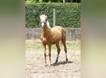 Más caballos centroeuropeos, Yegua, 2 años, 167 cm, Palomino