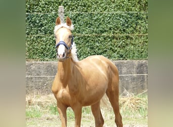 Más caballos centroeuropeos, Yegua, 2 años, 167 cm, Palomino