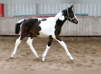 Más caballos centroeuropeos, Yegua, 2 años, 168 cm