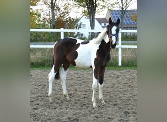 Más caballos centroeuropeos, Yegua, 2 años, 168 cm