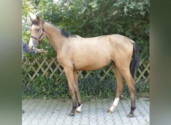 Más caballos centroeuropeos, Yegua, 2 años, 170 cm, Buckskin/Bayo