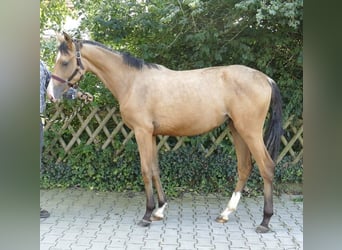 Más caballos centroeuropeos, Yegua, 2 años, 170 cm, Buckskin/Bayo