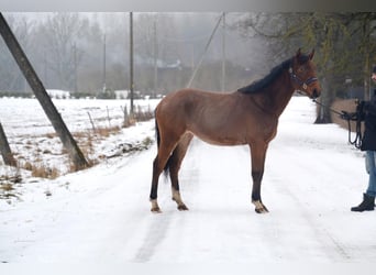 Más caballos centroeuropeos, Yegua, 2 años, 170 cm, Castaño rojizo