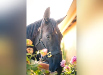 Más caballos centroeuropeos, Yegua, 2 años, 170 cm, Negro