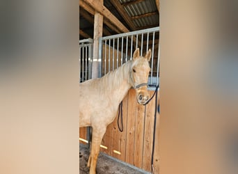 Más caballos centroeuropeos, Yegua, 2 años, Palomino