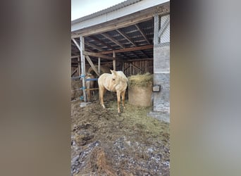 Más caballos centroeuropeos, Yegua, 2 años, Palomino