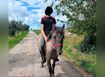 Más caballos centroeuropeos, Yegua, 3 años, 138 cm