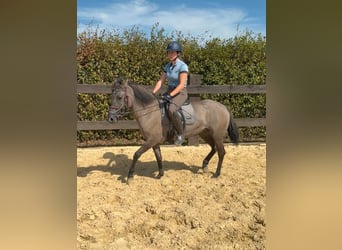 Más caballos centroeuropeos, Yegua, 3 años, 138 cm