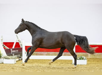Más caballos centroeuropeos, Yegua, 3 años, 143 cm, Negro