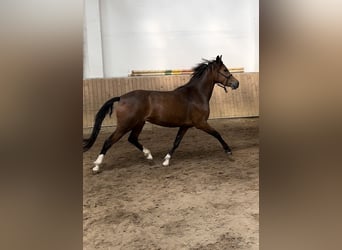 Más caballos centroeuropeos, Yegua, 3 años, 146 cm, Castaño