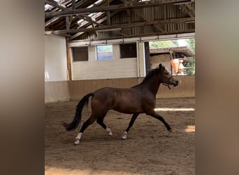 Más caballos centroeuropeos, Yegua, 3 años, 146 cm, Castaño