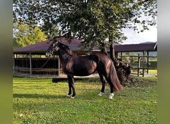 Más caballos centroeuropeos, Yegua, 3 años, 152 cm, Negro