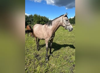Más caballos centroeuropeos Mestizo, Yegua, 3 años, 153 cm, Tordo