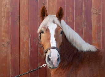 Más caballos centroeuropeos Mestizo, Yegua, 3 años, 154 cm, Alazán
