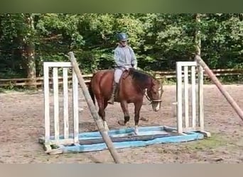 Más caballos centroeuropeos, Yegua, 3 años, 155 cm, Castaño