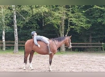 Más caballos centroeuropeos, Yegua, 3 años, 155 cm, Castaño