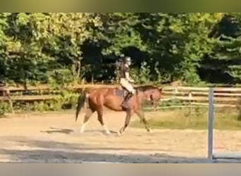 Más caballos centroeuropeos, Yegua, 3 años, 155 cm, Castaño