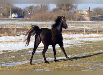 Más caballos centroeuropeos, Yegua, 3 años, 155 cm, Porcelana