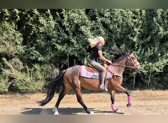 Más caballos centroeuropeos, Yegua, 3 años, 156 cm, Castaño