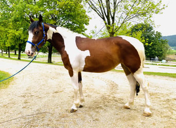 Más caballos centroeuropeos Mestizo, Yegua, 3 años, 157 cm, Pío