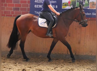 Más caballos centroeuropeos, Yegua, 3 años, 158 cm