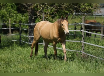 Más caballos centroeuropeos, Yegua, 3 años, 158 cm, Champán