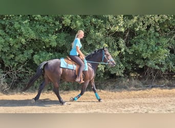 Más caballos centroeuropeos, Yegua, 3 años, 158 cm, Negro