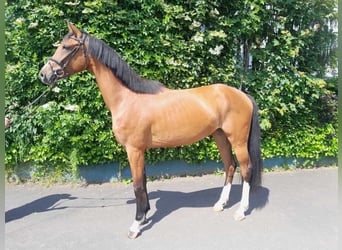 Más caballos centroeuropeos, Yegua, 3 años, 160 cm