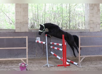 Más caballos centroeuropeos, Yegua, 3 años, 160 cm, Negro