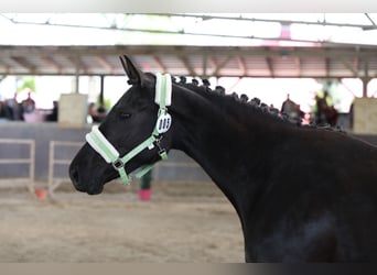 Más caballos centroeuropeos, Yegua, 3 años, 160 cm, Negro
