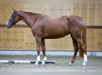 Más caballos centroeuropeos, Yegua, 3 años, 162 cm, Alazán