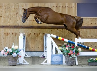 Más caballos centroeuropeos, Yegua, 3 años, 162 cm, Alazán