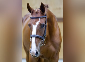 Más caballos centroeuropeos, Yegua, 3 años, 162 cm, Alazán