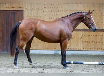 Más caballos centroeuropeos, Yegua, 3 años, 162 cm, Castaño