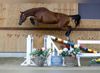 Más caballos centroeuropeos, Yegua, 3 años, 162 cm, Castaño