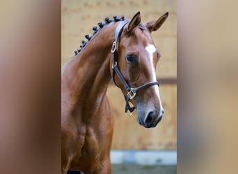 Más caballos centroeuropeos, Yegua, 3 años, 162 cm, Castaño